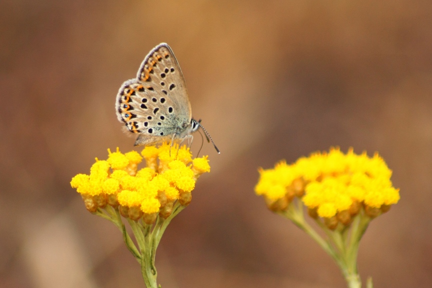 licenide autoctono elbano: lycaeides villai